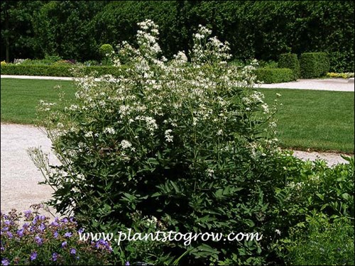 Ground Clematis (Clematis recta)
(June 27)